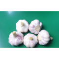 Shandong Fresh white peeled garlic